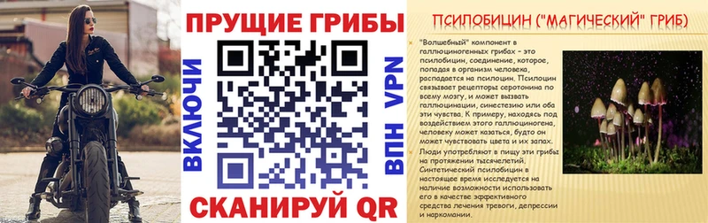 Псилоцибиновые грибы Cubensis  купить наркотик  мега зеркало  Старица 